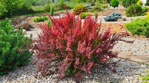 chinese burberry tree|which barberry shrubs are evergreen.